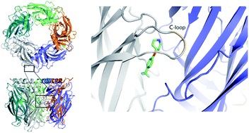 Graphical abstract: Discovery of fragments inducing conformational effects in dynamic proteins using a second-harmonic generation biosensor