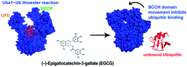 Graphical abstract: Mode of inhibitory binding of epigallocatechin gallate to the ubiquitin-activating enzyme Uba1 via accelerated molecular dynamics