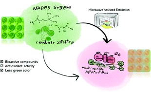 Graphical abstract: Development of a colorless Centella asiatica (L.) Urb. extract using a natural deep eutectic solvent (NADES) and microwave-assisted extraction (MAE) optimized by response surface methodology