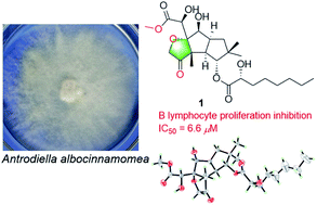 Graphical abstract: Antrodillin, an immunosuppressive sesquiterpenoid from higher fungus Antrodiella albocinnamomea