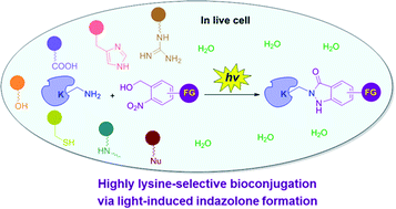 Graphical abstract: Light-induced efficient and residue-selective bioconjugation of native proteins via indazolone formation