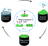 Graphical abstract: Regenerating heavily biofouled dissolved oxygen sensors using bacterial viruses