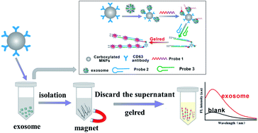 Graphical abstract: Immunoassay-aptasensor for the determination of tumor-derived exosomes based on the combination of magnetic nanoparticles and hybridization chain reaction