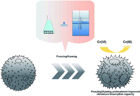 Graphical abstract: Freezing/thawing pretreatment of dormant Aspergillus niger spores to increase the Cr(vi) adsorption capacity: process and mechanism