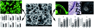 Graphical abstract: Enhanced regeneration of bone defects using sintered porous Ti6Al4V scaffolds incorporated with mesenchymal stem cells and platelet-rich plasma