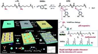 Graphical abstract: Electrochemical immunosensor based on mussel inspired coating for simultaneous detection and elimination of Staphylococcus aureus in drinks