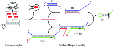 Graphical abstract: Highly sensitive and selective detection of PCB 77 using an aptamer-catalytic hairpin assembly in an aquatic environment