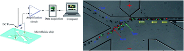 Graphical abstract: Simultaneous and continuous particle separation and counting via localized DC-dielectrophoresis in a microfluidic chip