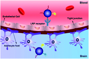 Graphical abstract: Small functionalized iron oxide nanoparticles for dual brain magnetic resonance imaging and fluorescence imaging