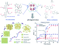 Graphical abstract: pH-triggered degradation and release of doxorubicin from zeolitic imidazolate framework-8 (ZIF8) decorated with polyacrylic acid