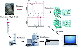 Graphical abstract: Two novel potent ACEI peptides isolated from Pinctada fucata meat hydrolysates using in silico analysis: identification, screening and inhibitory mechanisms