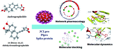 Graphical abstract: Combination of system biology to probe the anti-viral activity of andrographolide and its derivative against COVID-19