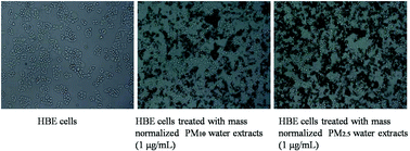 Graphical abstract: Cell cycle arrest of human bronchial epithelial cells modulated by differences in chemical components of particulate matter