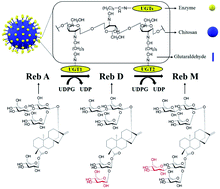 Graphical abstract: Co-immobilized recombinant glycosyltransferases efficiently convert rebaudioside A to M in cascade