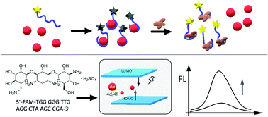 Graphical abstract: A signal-on fluorescent aptasensor based on gold nanoparticles for kanamycin detection