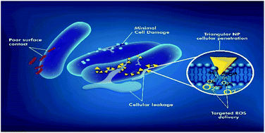 Graphical abstract: Insight into single-element nobel metal anisotropic silver nanoparticle shape-dependent selective ROS generation and quantification