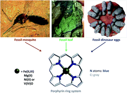 Graphical abstract: Chemistry of porphyrins in fossil plants and animals