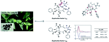 Graphical abstract: Two lathyrane diterpenoid stereoisomers containing an unusual trans-gem-dimethylcyclopropane from the seeds of Euphorbia lathyris