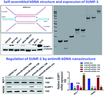 Graphical abstract: miRNA-mediated alteration of sulfatase modifying factor 1 expression using self-assembled branched DNA nanostructures
