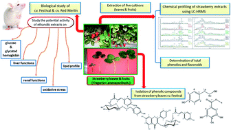 Graphical abstract: Comparative phytochemical analysis of five Egyptian strawberry cultivars (Fragaria × ananassa Duch.) and antidiabetic potential of Festival and Red Merlin cultivars