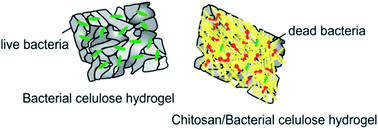 Graphical abstract: Bactericidal and antioxidant bacterial cellulose hydrogels doped with chitosan as potential urinary tract infection biomedical agent