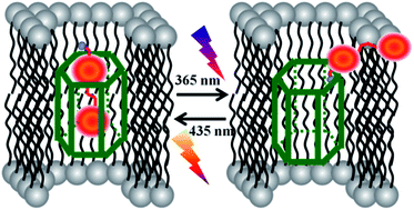 Graphical abstract: A reversible single-molecule ligand-gating ion transportation switch of ON–OFF–ON type through a photoresponsive pillar[6]arene channel complex