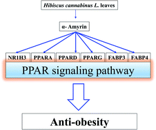 Graphical abstract: A network pharmacology study on main chemical compounds from Hibiscus cannabinus L. leaves