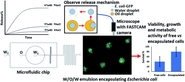 Graphical abstract: Optimisation of bacterial release from a stable microfluidic-generated water-in-oil-in-water emulsion