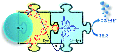 Graphical abstract: Dye–catalyst dyads for photoelectrochemical water oxidation based on metal-free sensitizers