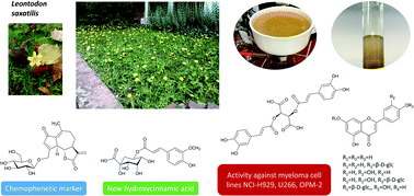 Graphical abstract: Cytotoxic constituents and a new hydroxycinnamic acid derivative from Leontodon saxatilis (Asteraceae, Cichorieae)