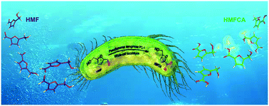 Graphical abstract: Efficient biotransformation of 5-hydroxymethylfurfural to 5-hydroxymethyl-2-furancarboxylic acid by a new whole-cell biocatalyst Pseudomonas aeruginosa PC-1