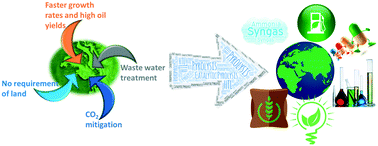 Graphical abstract: Reaction engineering and kinetics of algae conversion to biofuels and chemicals via pyrolysis and hydrothermal liquefaction