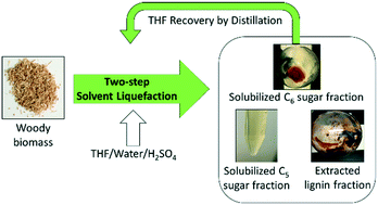 Graphical abstract: Tetrahydrofuran-based two-step solvent liquefaction process for production of lignocellulosic sugars