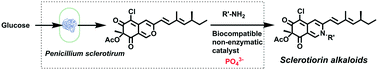 Graphical abstract: Interfacing a phosphate catalytic reaction with a microbial metabolism for the production of azaphilone alkaloids