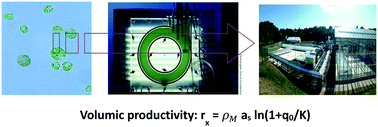 Graphical abstract: A review on photobioreactor design and modelling for microalgae production