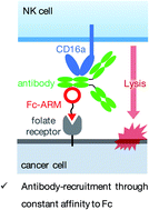 Graphical abstract: Fc-binding antibody-recruiting molecules exploit endogenous antibodies for anti-tumor immune responses