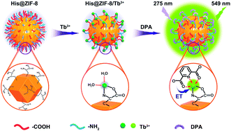 Graphical abstract: The role of l-histidine as molecular tongs: a strategy of grasping Tb3+ using ZIF-8 to design sensors for monitoring an anthrax biomarker on-the-spot