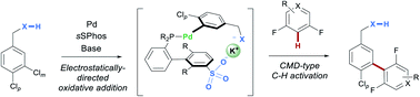 Graphical abstract: Electrostatically-directed Pd-catalysis in combination with C–H activation: site-selective coupling of remote chlorides with fluoroarenes and fluoroheteroarenes