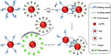 Graphical abstract: An interparticle relatively motional DNA walker and its sensing application