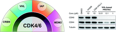 Graphical abstract: Systematic exploration of different E3 ubiquitin ligases: an approach towards potent and selective CDK6 degraders