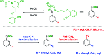 Graphical abstract: meta-Selective C–H functionalisation of aryl boronic acids directed by a MIDA-derived boronate ester