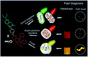 Graphical abstract: One stone, three birds: one AIEgen with three colors for fast differentiation of three pathogens