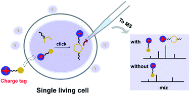 Graphical abstract: Introducing charge tag via click reaction in living cells for single cell mass spectrometry