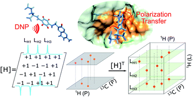 Graphical abstract: Determination of protein–ligand binding modes using fast multi-dimensional NMR with hyperpolarization