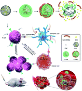 Graphical abstract: A tumor acidity activatable and Ca2+-assisted immuno-nanoagent enhances breast cancer therapy and suppresses cancer recurrence