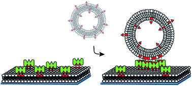 Graphical abstract: Recruitment of receptors at supported lipid bilayers promoted by the multivalent binding of ligand-modified unilamellar vesicles