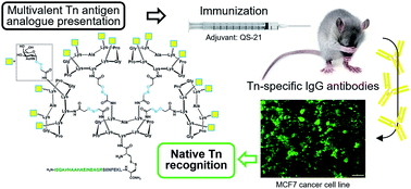 Graphical abstract: Chemical synthesis and immunological evaluation of new generation multivalent anticancer vaccines based on a Tn antigen analogue