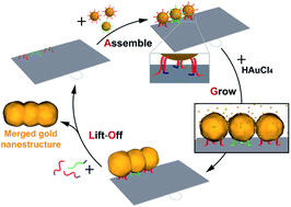 Graphical abstract: The assemble, grow and lift-off (AGLO) strategy to construct complex gold nanostructures with pre-designed morphologies