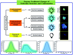 Graphical abstract: A molecular-logic gate for COX-2 and NAT based on conformational and structural changes: visualizing the progression of liver disease