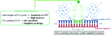 Graphical abstract: Enhanced SNP-sensing using DNA-templated reactions through confined hybridization of minimal substrates (CHOMS)